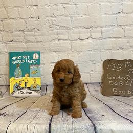 Goldendoodle and Poodle Puppies from Partridge Doodles and Poodles