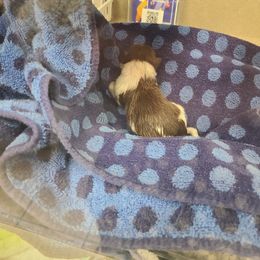 Pomeranian Puppies from Merri's Pom's