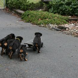 Rottweiler Puppies from Sky Valley Rottweilers