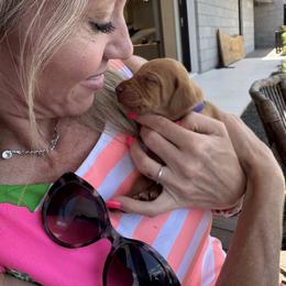 Vizsla Puppies from Mariposa Vizslas