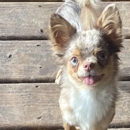 Chihuahuas from Home Grown Chihuahuas From Iowa