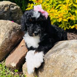 Abigail - Tri-color female Bernedoodle puppy in Bowling Green, Ohio from FDF Pyredoodles & Bernedoodles