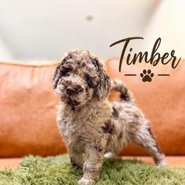 Timber - Chocolate merle male Bernedoodle puppy in Fort Collins, Colorado from Front Range Family Doodles