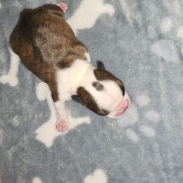 Soul - Brindle and white male Boston Terrier puppy in Tazewell, Tennessee from Legacy Bostons and Goldendoodles