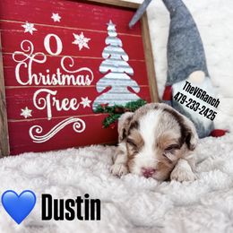 Dustin - Red merle male Aussiedoodle puppy in Sulphur Bluff, Texas from V6 Ranch Dogs