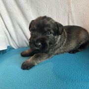Girl 5 - female Standard Schnauzer puppy in Medina, Ohio from Nordic Sky- Standard Schnauzers