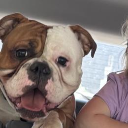 Olde English Bulldogges from Rise Above Bulldogges
