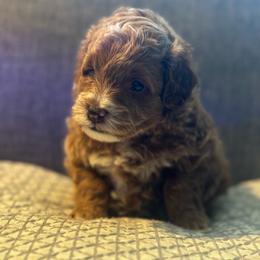 Thor - Red  male Goldendoodle puppy in Herriman, Utah from Shaggy Mountain Pups LLC