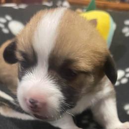 Skipper - Red male Pembroke Welsh Corgi puppy in Adairsville, Georgia from R&R Corgis