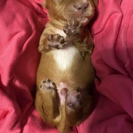 Dachshund Puppies from Dandelion Doxies