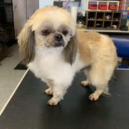 Teddy - Shih Tzu