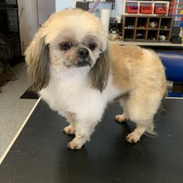 Teddy - Shih Tzu