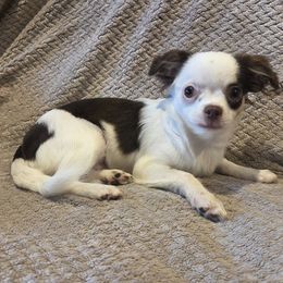 Chihuahua puppies from CristinaXio Chihuahuas