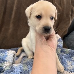 Fourth pick male- RESERVED- Walker - Yellow male Labrador Retriever puppy in Isanti, Minnesota from Four Corners Family Labs