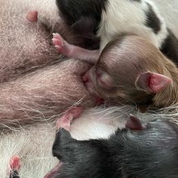 Pomeranian Puppies from Puppy Zen Den