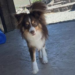 Ransom - Red tri male Toy Australian Shepherd puppy in Tonasket, Washington from V5 Aussies