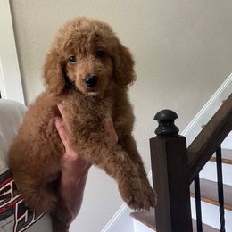 Lilo - Red  female Goldendoodle puppy in New Waverly, Texas from C.P. Puppy Buddies