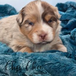 Cha Cha - Red merle female Australian Shepherd puppy in Jameson, Missouri from Sky Creek