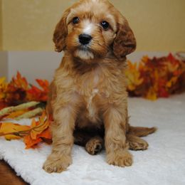 Australian Shepherd, Cavalier King Charles Spaniel, and Cavapoo Puppies from Dogwood & Sassafras Companions
