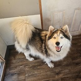 Ashaya - Siberian Husky