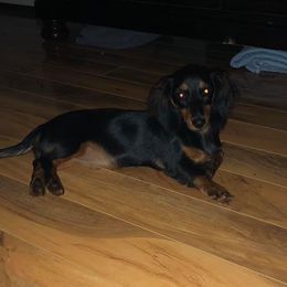 Sweetpea - Dachshund