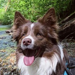 IzZy  - Border Collie