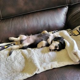 Dachshund Puppies from The love of dachshunds