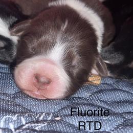 Fluorite - Red tri-color male Australian Shepherd puppy in Augusta, Georgia from Incendia Aussies & Dobies