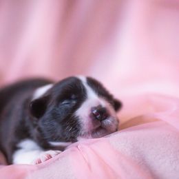 Tango - Black and white female Border Collie puppy in Atascadero, Pennsylvania from Skyward Farms