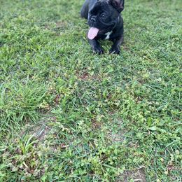French Bulldog Puppies from Country Lace French Bulldogs
