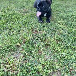 French Bulldog Puppies from Country Lace French Bulldogs