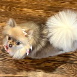Cricket - Pomeranian