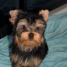 Francia - Blue and gold female Yorkshire Terrier puppy in Fort Myers, Florida from Katherine’s Yorkies and Poodles