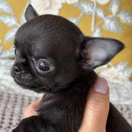 Knox - Black and white male Chihuahua puppy in Hickman, Tennessee from Lisa's Chihuahuas