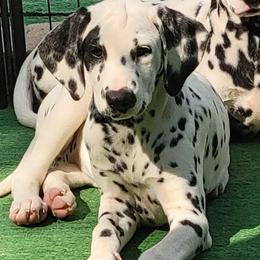 Girl 2 - female Dalmatian puppy in Owosso, Michigan from Dreammaker Dalmatians
