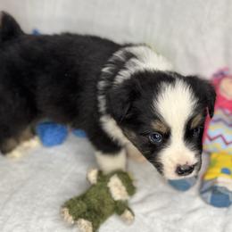 Black Tri female - Black tri female Miniature Australian Shepherd puppy in Hamilton, Montana from Lost Trail Aussies