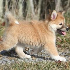 Icelandic Sheepdog Puppies from Valhalla Icelandic Sheepdogs