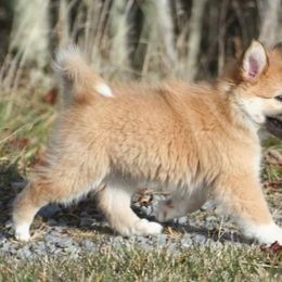 Icelandic Sheepdog Puppies from Valhalla Icelandic Sheepdogs