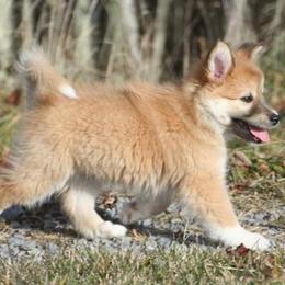 Icelandic Sheepdog Puppies from Valhalla Icelandic Sheepdogs