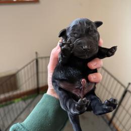 Red - Black male Labrador Retriever puppy in Buckley, Washington from Buckley Labradors