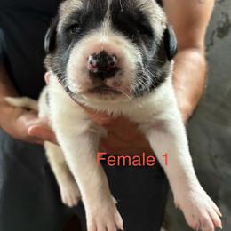 Girl 1 - Biscuit and white female Anatolian Shepherd Dog puppy in Daggett, Michigan from T&S Anatolians
