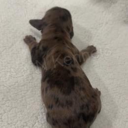 Male 3 - Dapple male Dachshund puppy in Brandon, Mississippi from A & N Kennels
