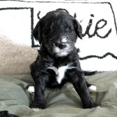 Golden Mountain Doodle Puppies from Silver Barn Doodles