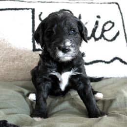 Golden Mountain Doodle Puppies from Silver Barn Doodles