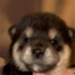 Jiro (meaning, next or second son) - Black and tan male Shiba Inu puppy in Derby, Kansas from Heart’s Desire Shiba Inus