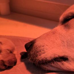 Golden Retriever Puppies from MI Golden Sands