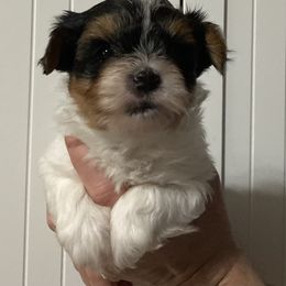 Assorted Doodle Crosses, Double Doodle, Maltipoo, Morkie, and Yorkipoo Puppies from Danza Bolo