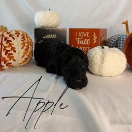 Apple - Black female Goldendoodle puppy in Cedartown, Georgia from Loyal Doodles