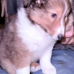 Dario - Sable and white male Shetland Sheepdog puppy in Portland, Oregon from Mountain Ash Farms
