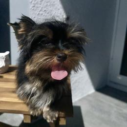 King T - Black and tan male Yorkshire Terrier puppy in Cape Coral, Florida from Katherine’s Yorkies and Poodles